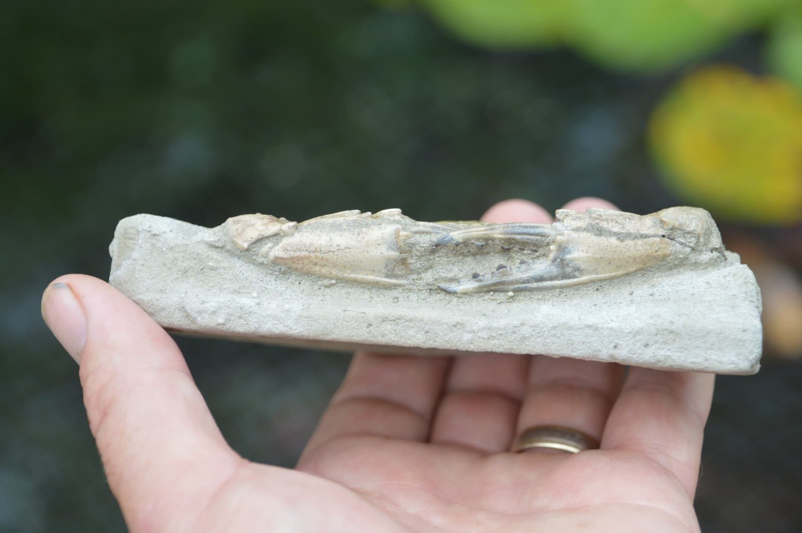 AMAZING FOSSIL CRAB FROM JAVA, INDONESIA BEST VALUE FOSSIL CRABS ANYWHERE! #5 2