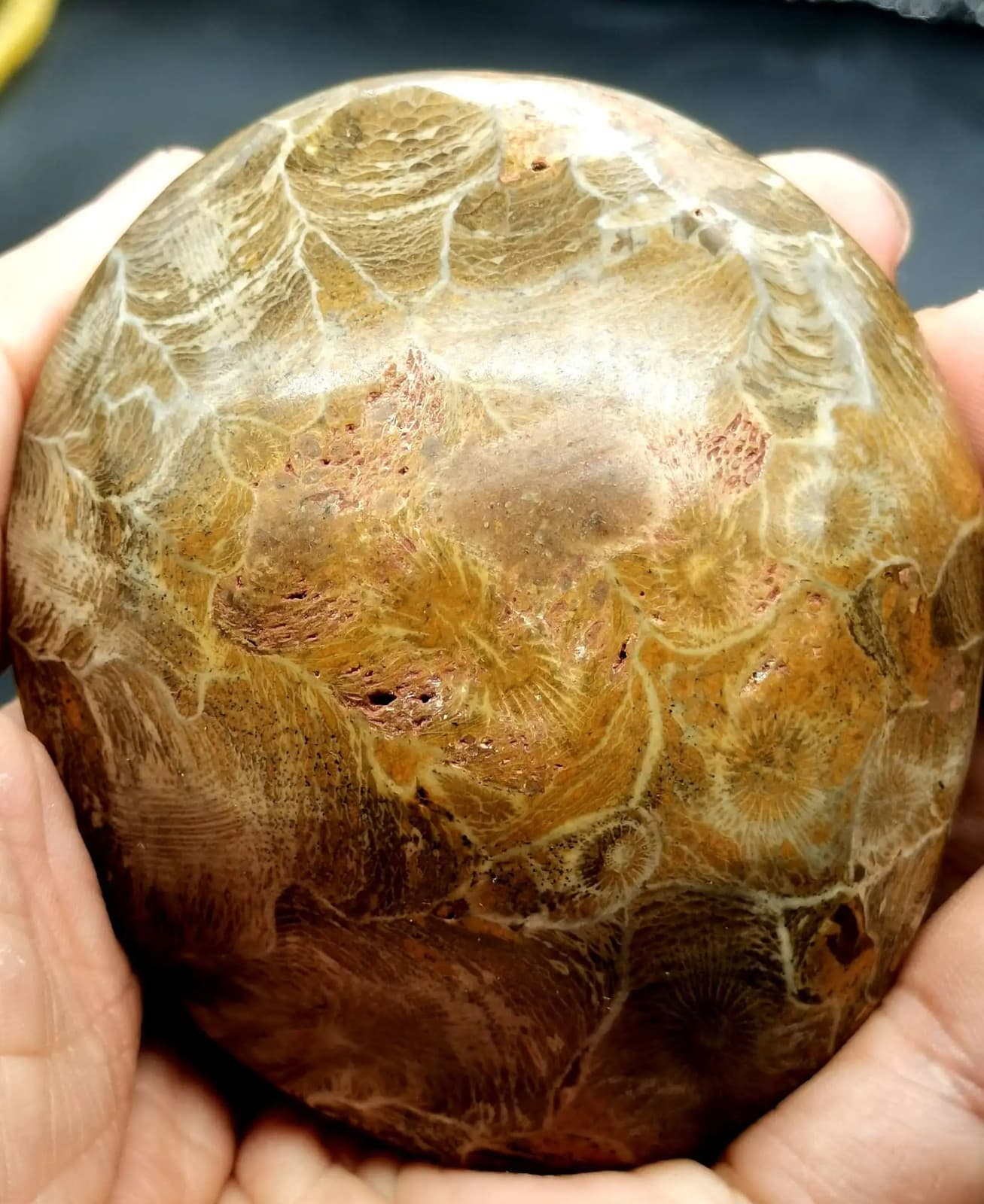 RARE prehistoric Moroccan invertebrate fossil crystal 4