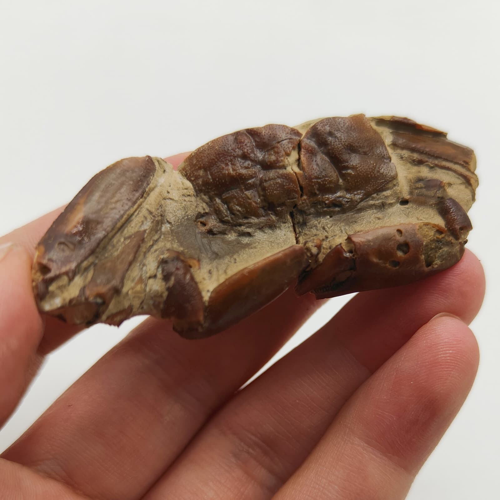 Jurassic Natural Crab animals Fossils Dinosaur Age 3