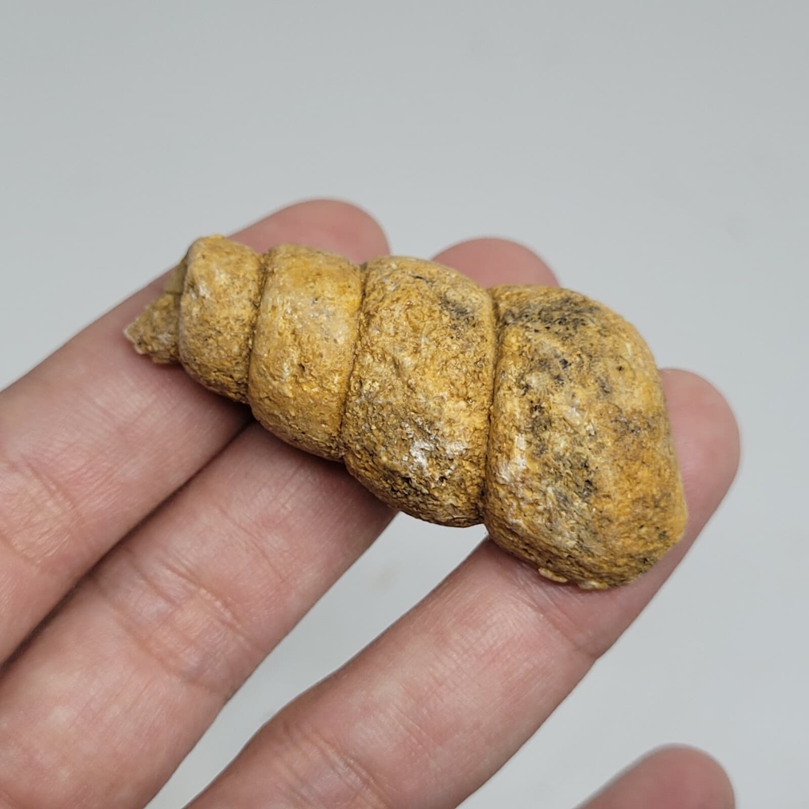27 gr Indonesia NATURAL Rough Gastropod SeaShell Mollusca Fossil Specimen 12-124