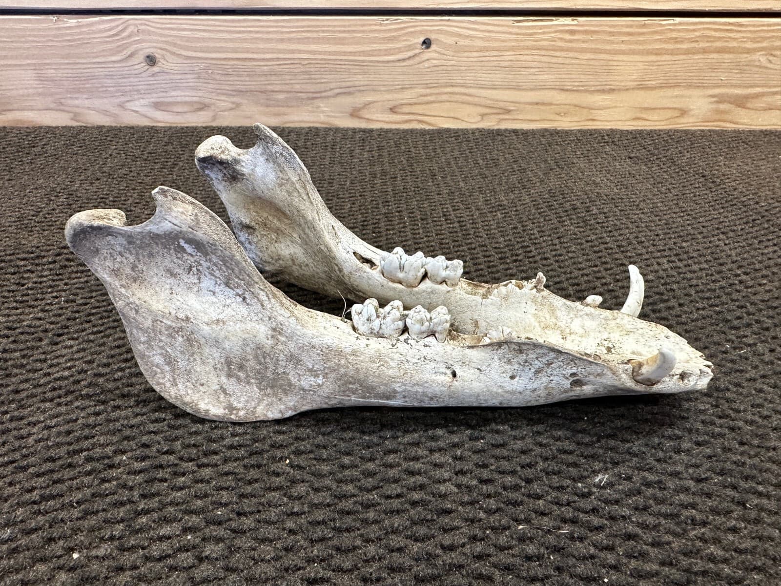 Bottom Jaw of a Wild Hog Skull from Texas - Item #321-2 2