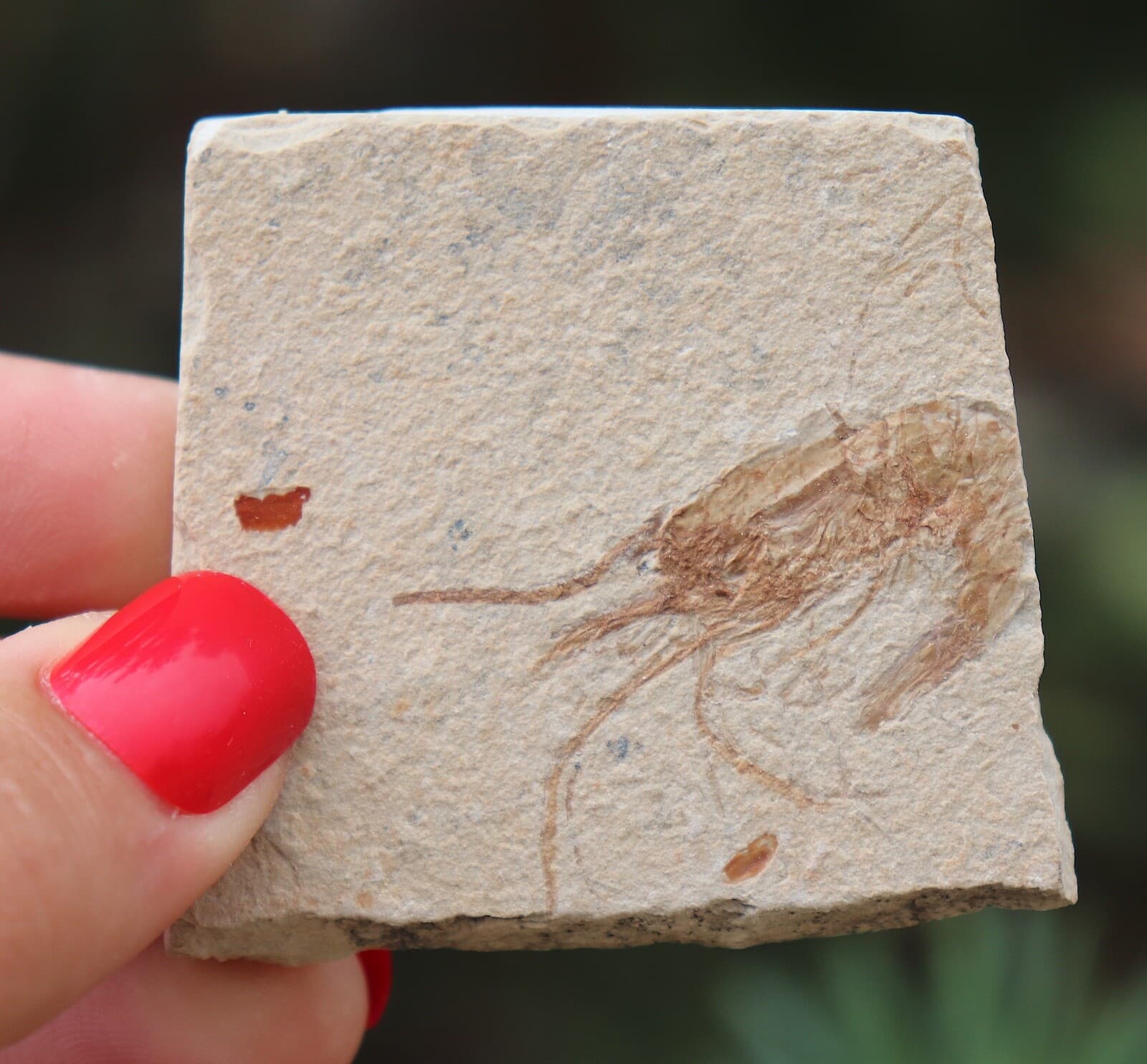 Fossil Shrimp Solnhofen Germany   Jurassic   Well Preserved History   5.5 Cm's 3