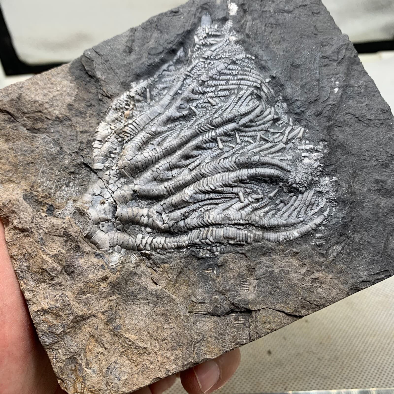 670 grams of fossils of crinoid from the Guanling Biota in Guizhou 2