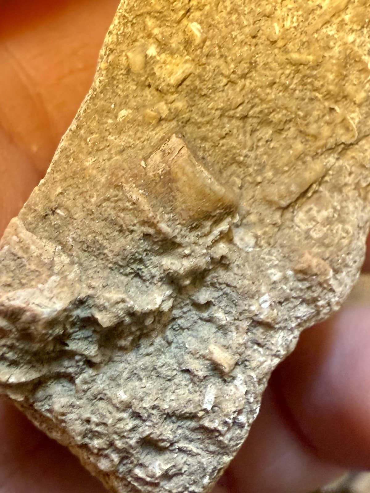 Perfectly Preserved Agatized Crinoid Fossils In Epidosite 🤩 4