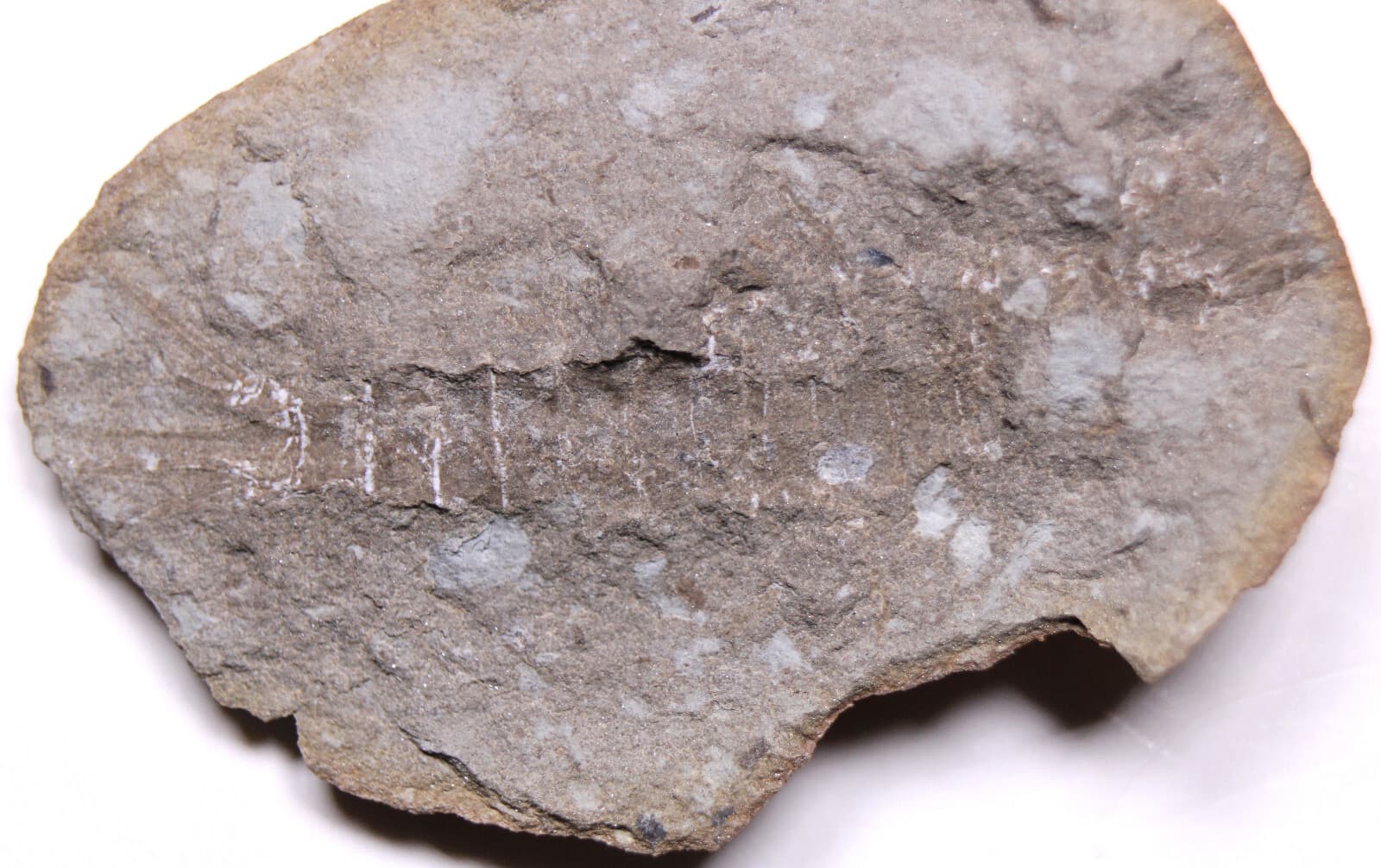 Mazon Creek Acanthotelson stimpsoni Syncarid Shrimp Fossil Carboniferous IL 3