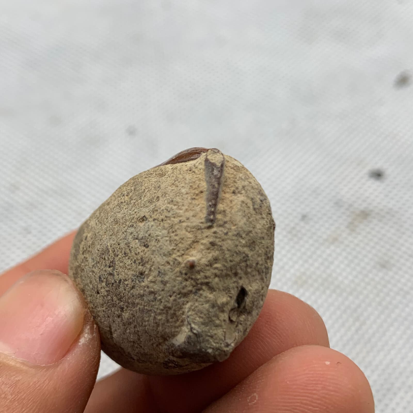 Jurassic Period Perfect Crab Fossil Dinosaur Age 3