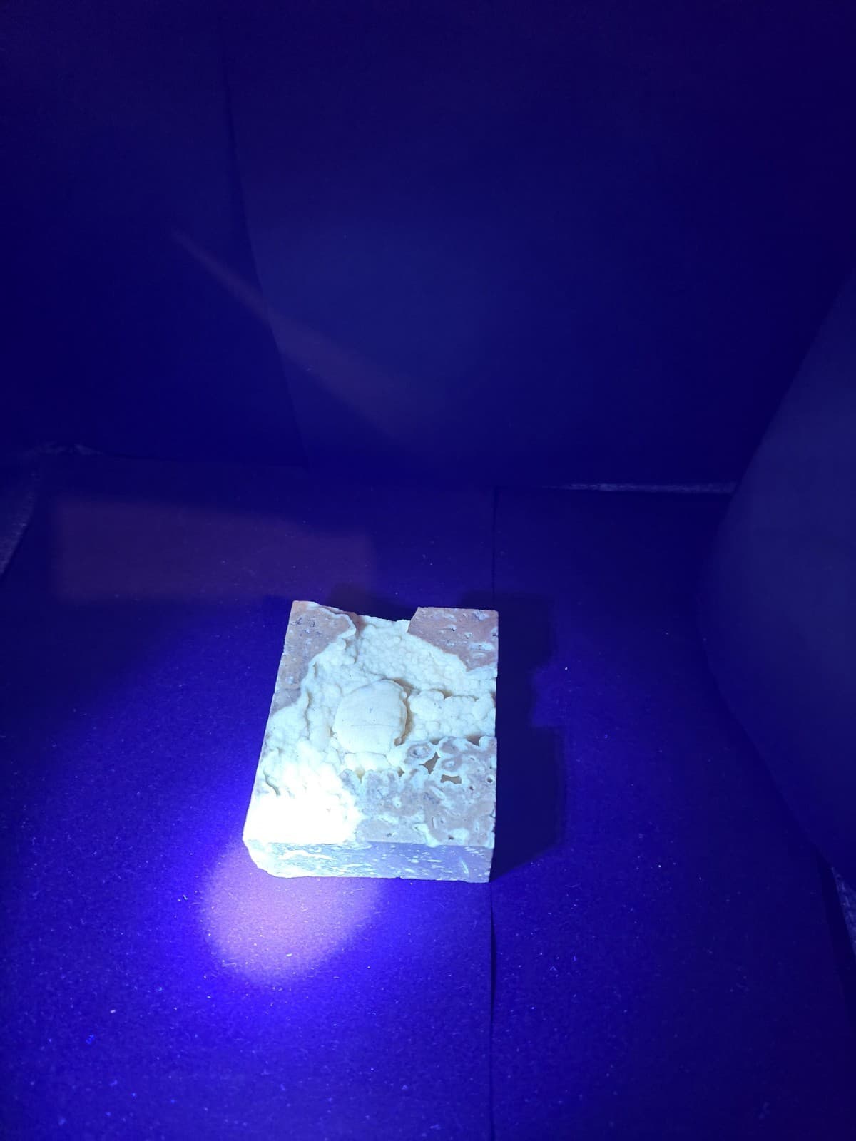 Travertine crab fossil 5