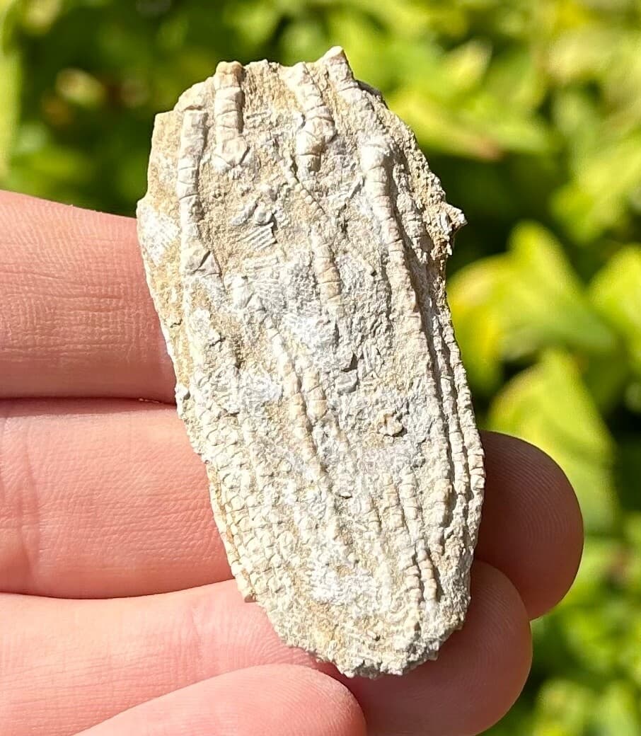 Alabama Fossil Crinoid Aphelecrinus randolphensis Bangor Limestone Formation 3