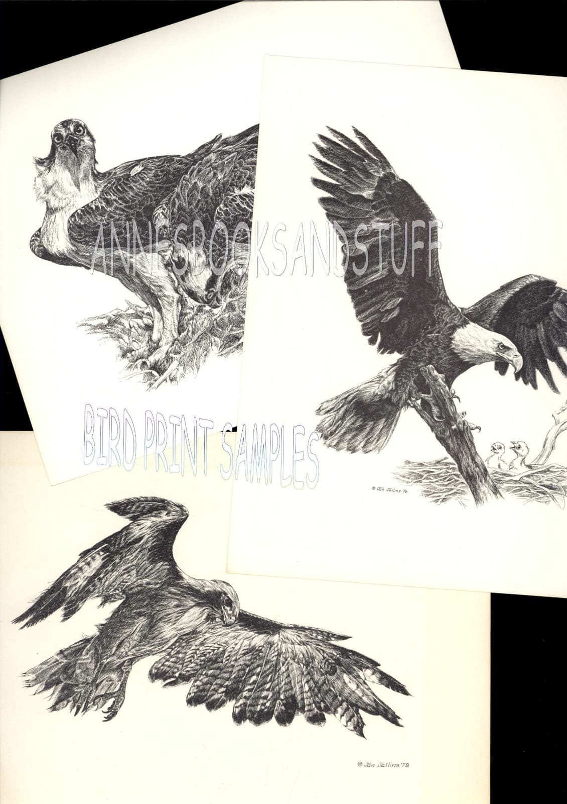 #193 VIZSLA  dog portrait art print * Pen and ink drawing * Jan Jellins 5