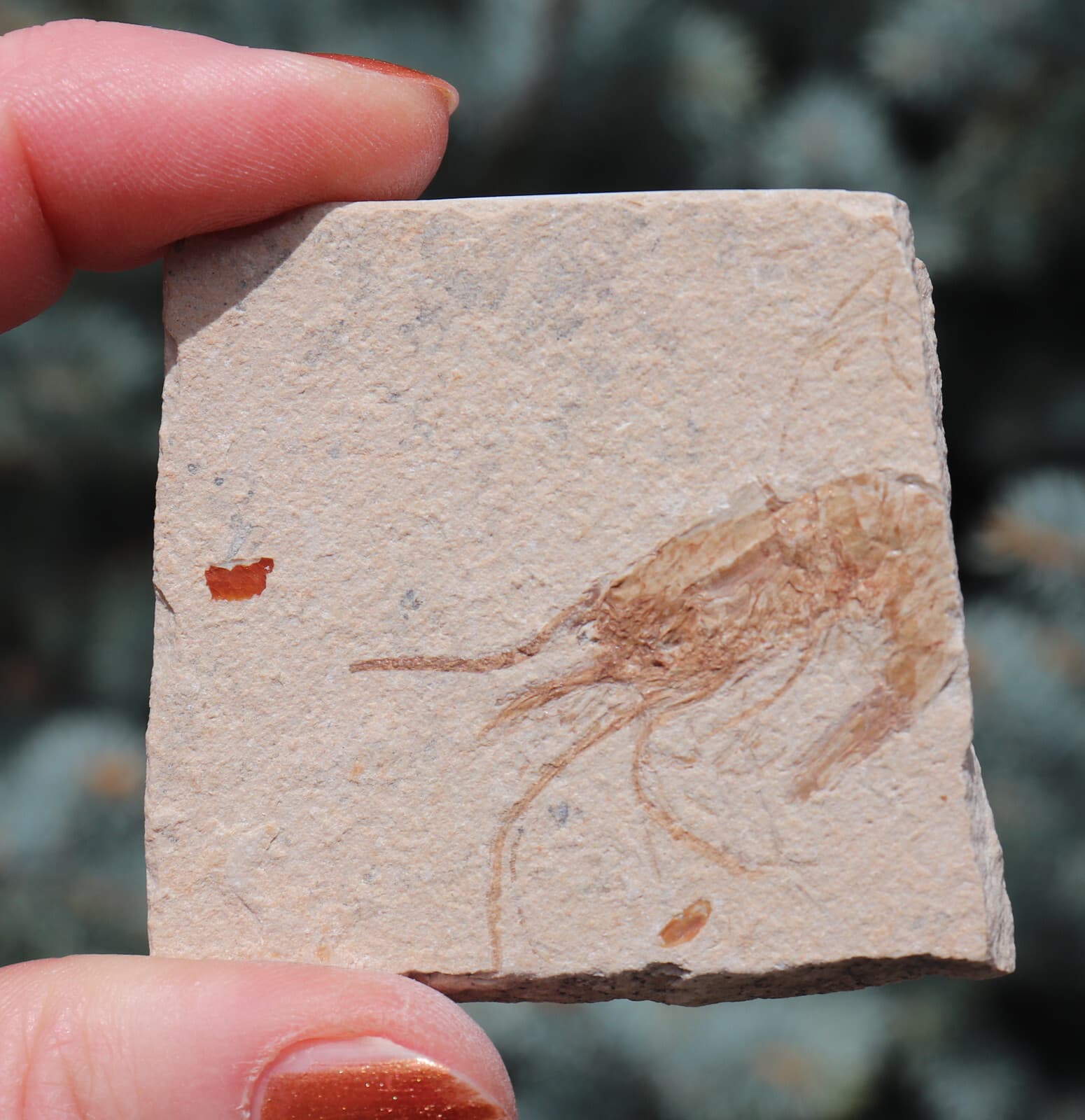 Fossil Shrimp Solnhofen Germany   Jurassic   Well Preserved History   5.5 Cm's 5