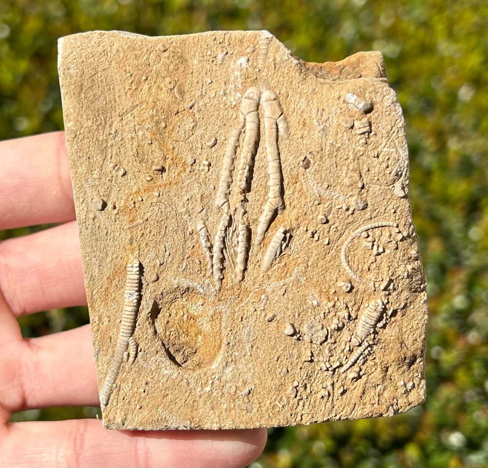 NICE Fossil Crinoid in Matrix Aphelecrinus randolphensis Alabama Bangor Fm  4