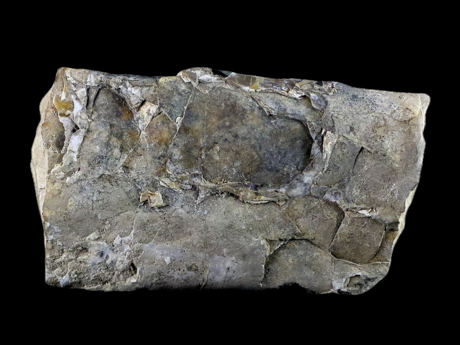 5.1" Baculite Fossil Opalized Cephalopod Late Cretaceous Bear Paw Shale Montana 4