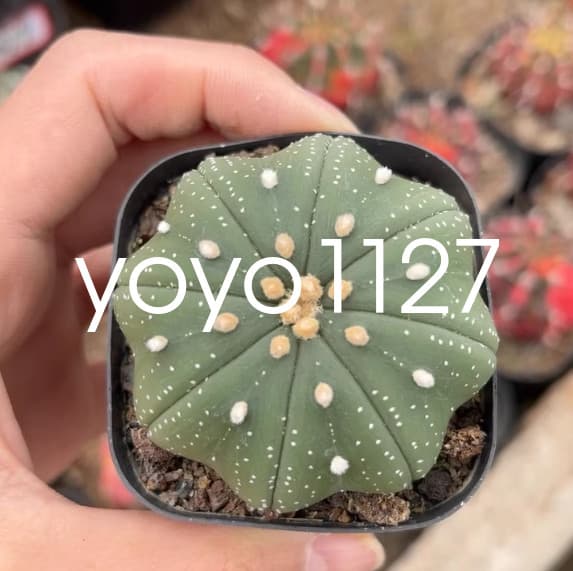 2PCS Astrophytum asterias star shap cactus Succulent plants Garden Bonsai 3-5CM 4