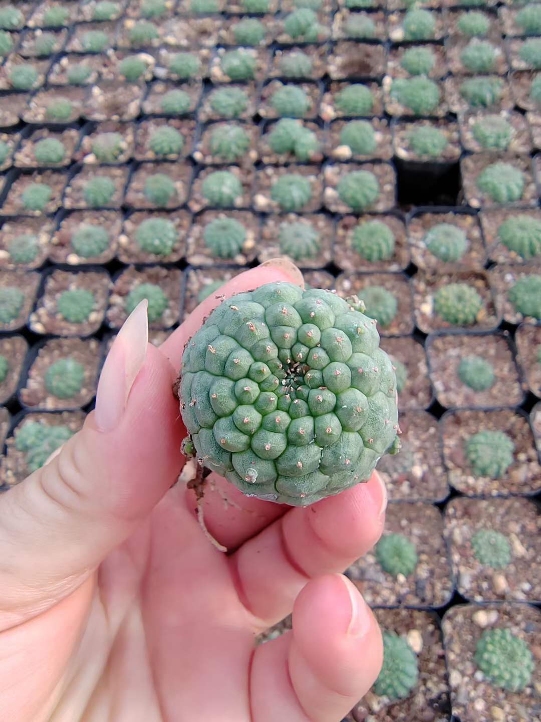 RareSucculent  Plant Kitsukow Euphorbia obesa Hook. f. Garden plants 3CM 2