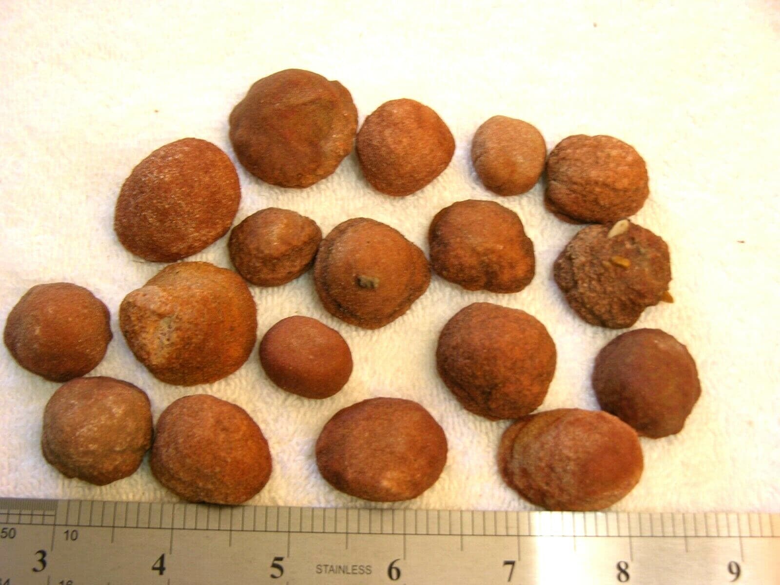 Stromatolite fossils ancient earth life 1 billion years 10 fossils per winner 2