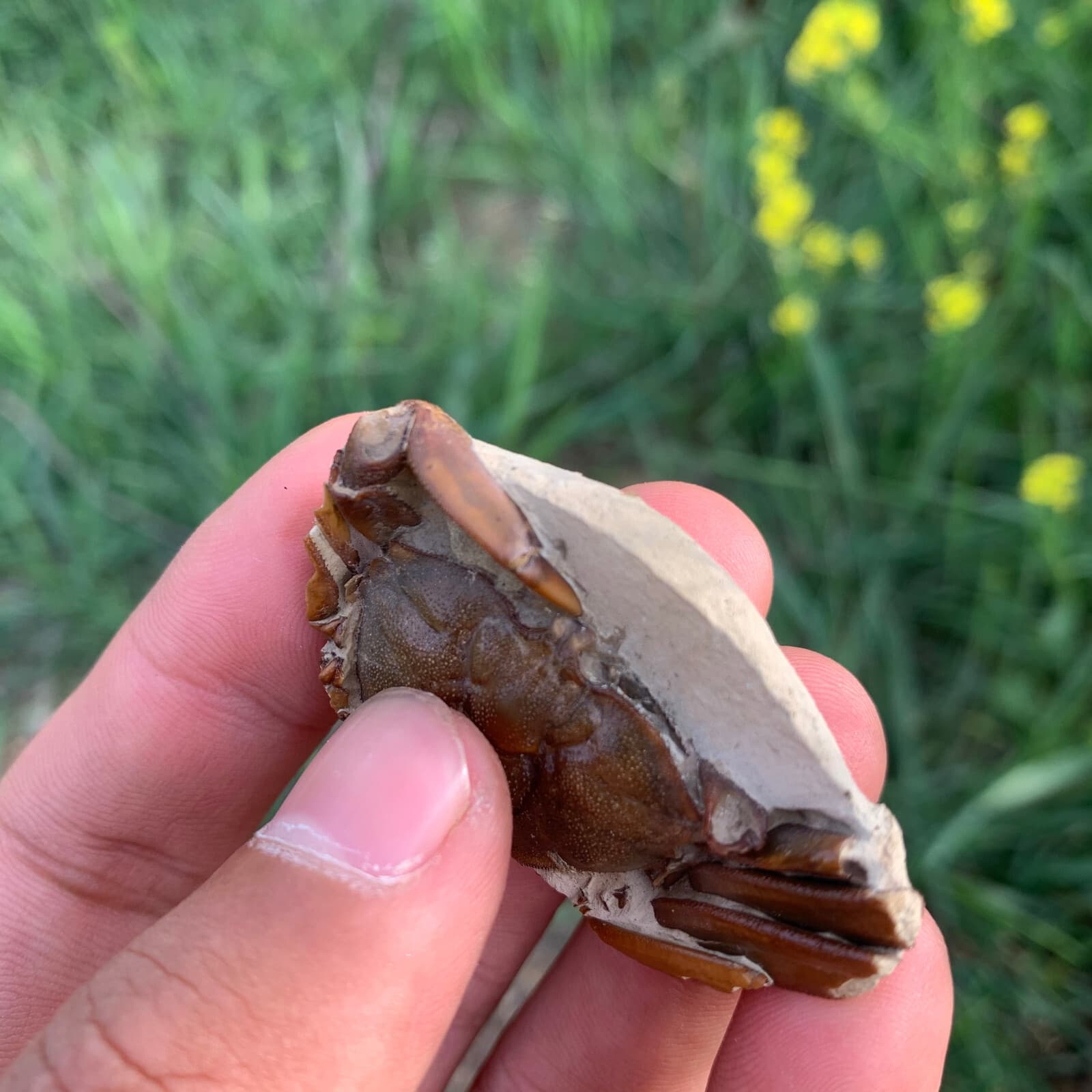 Jurassic Crab Fossils Dinosaur Age 3