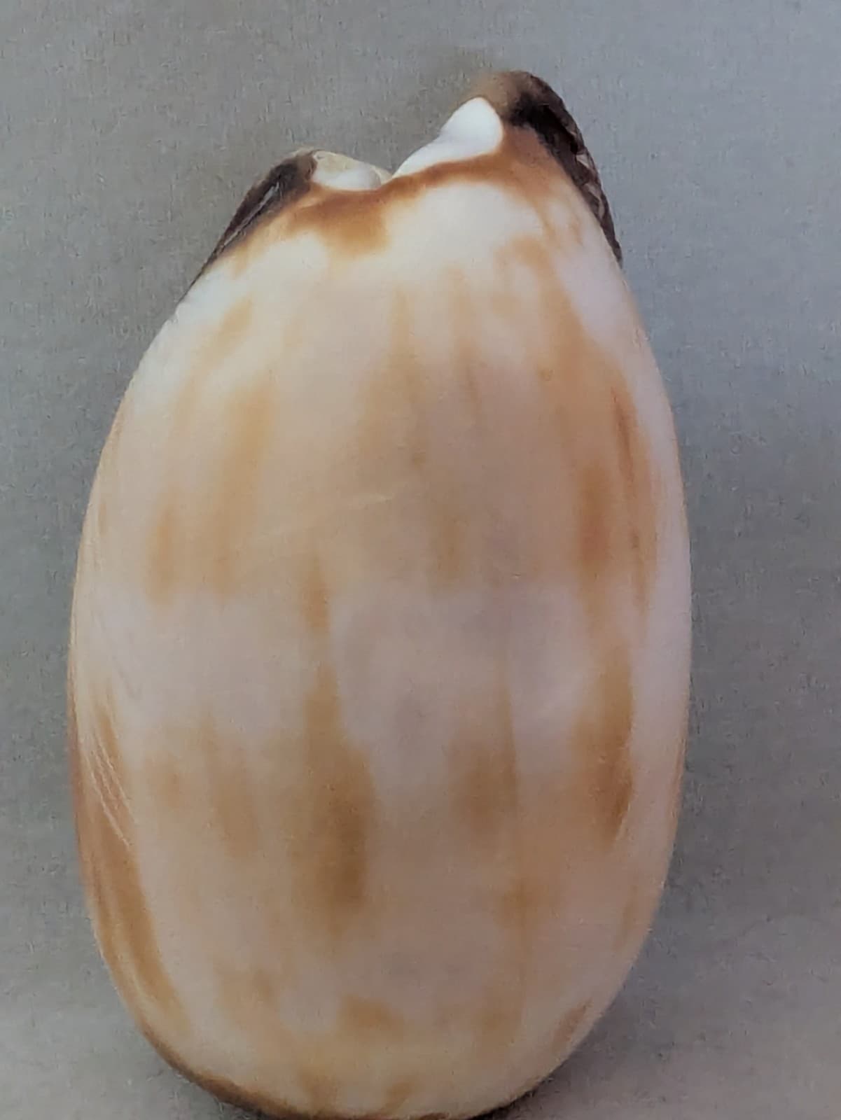 Daniel Chattin-Cowrie Shell Corn Maiden-Zuni Fetish-Native American-ShellCarving 5