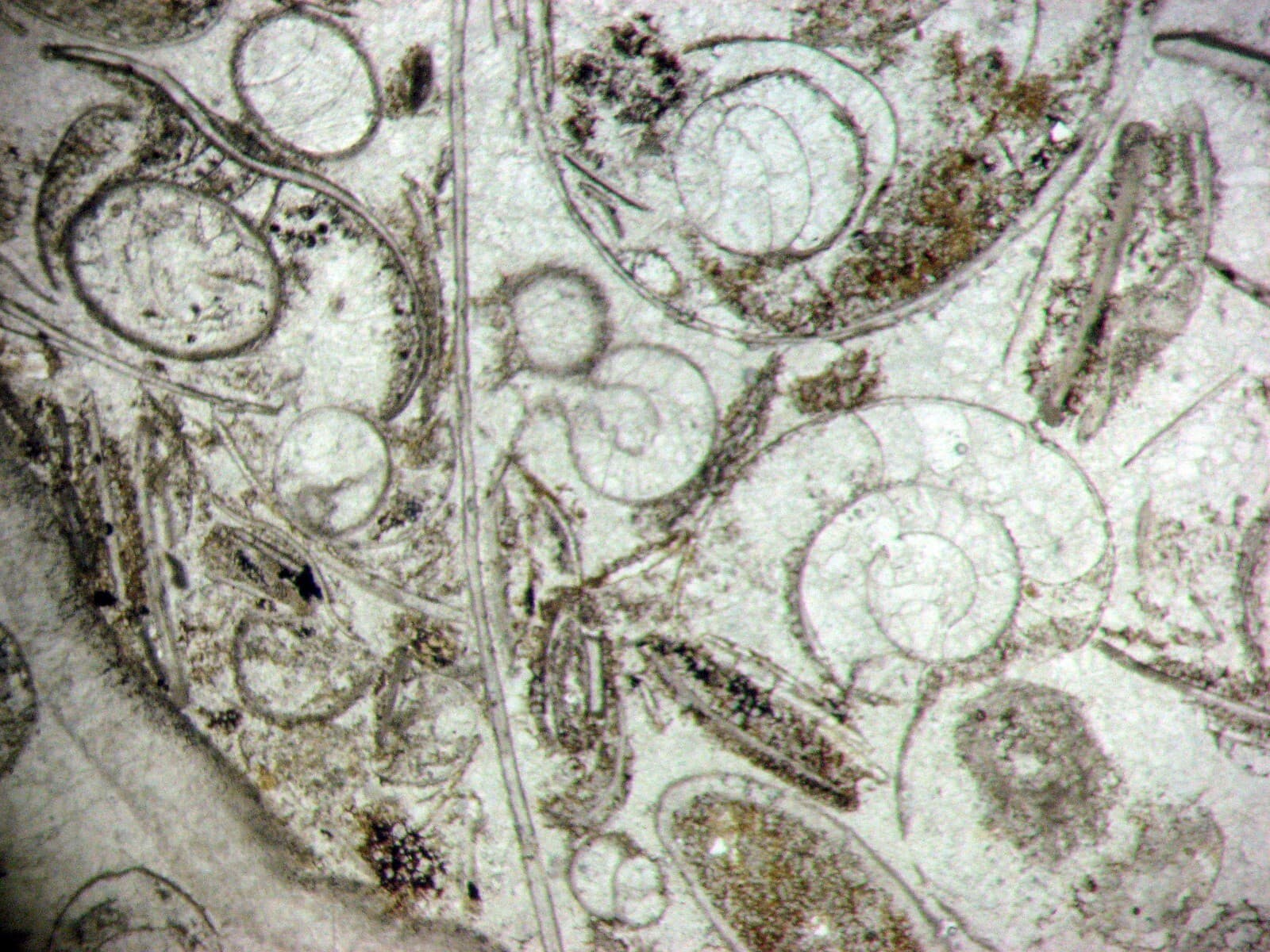 Fossil thin section Devonian Goniatite ammonite bed Hamar Laghdad Morocco 1/bid 6