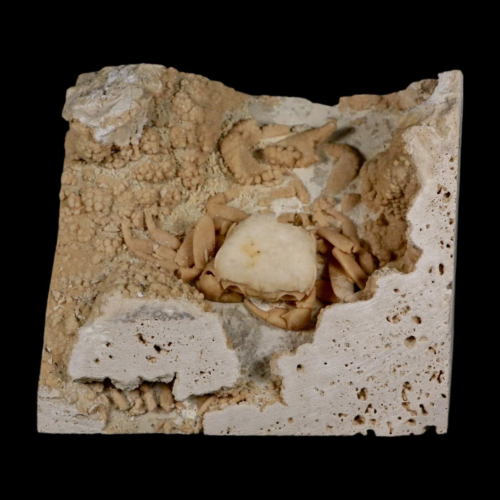 2.7" Potaman Sp Fossil Freshwater Crab In Travertine Denizli Basin Southwest 6