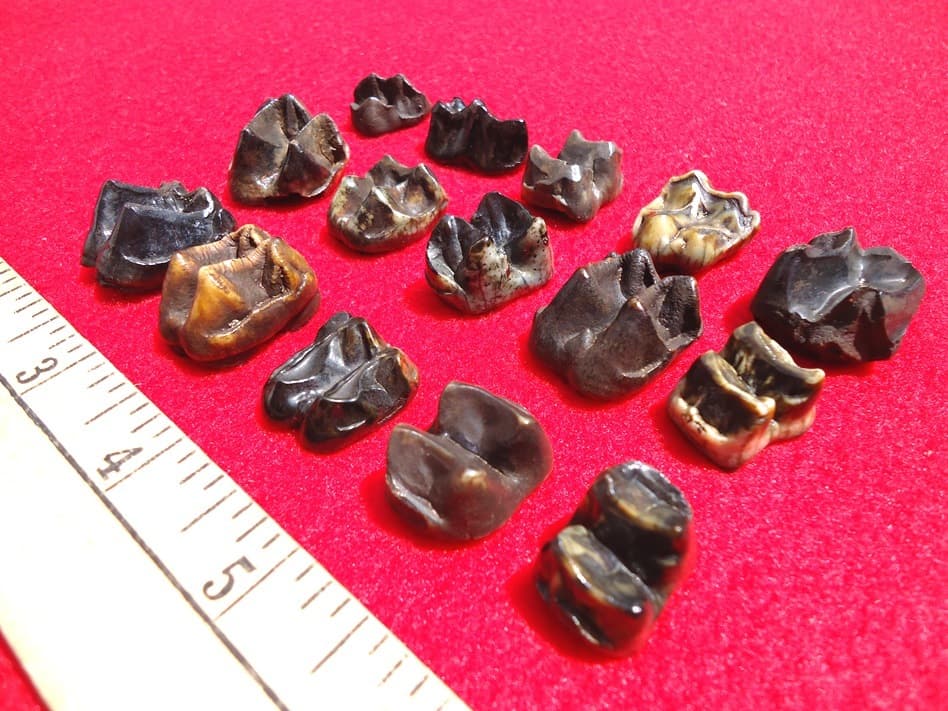 *BULK PRICE* TAPIR TEETH FLORIDA FOSSILS FOSSIL TOOTH JAW BONE BONES CAMEL LLAMA 3