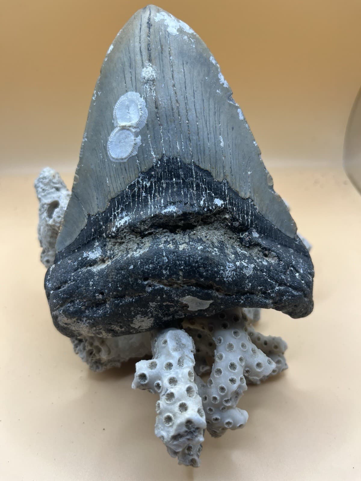 5” Meg Tooth, Diver Found NC From Prehistoric Shark! 5