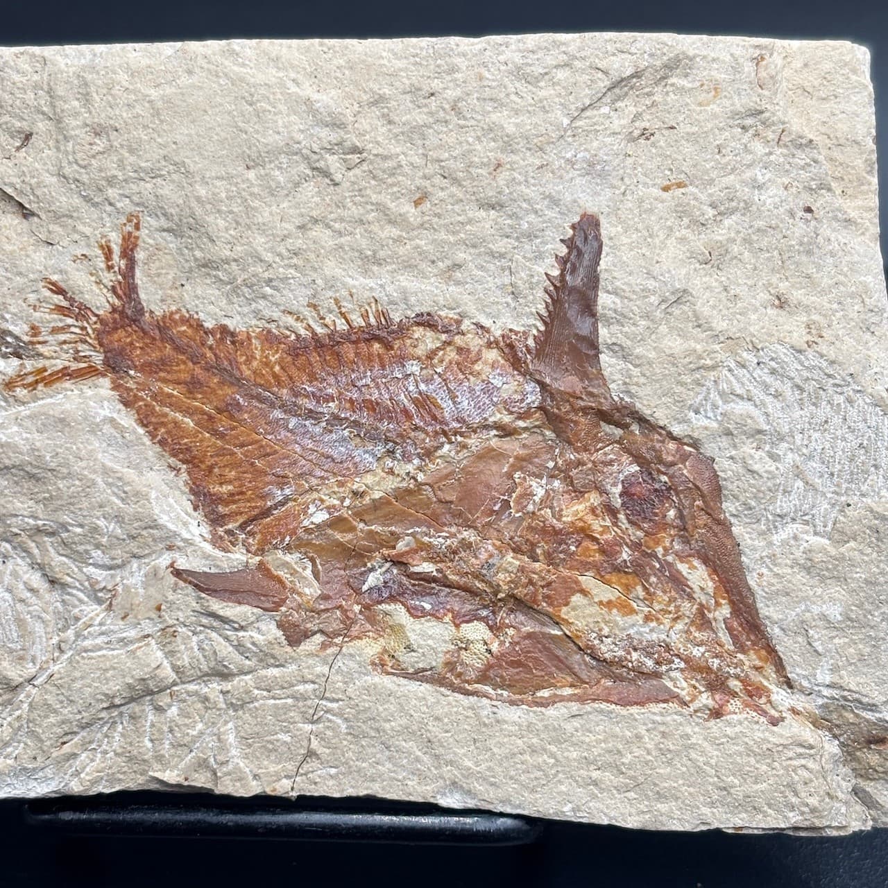 Joinvillichthys kriweti fossil fish - Late Cretaceous Cenomanian, Lebanon - 7cm 2