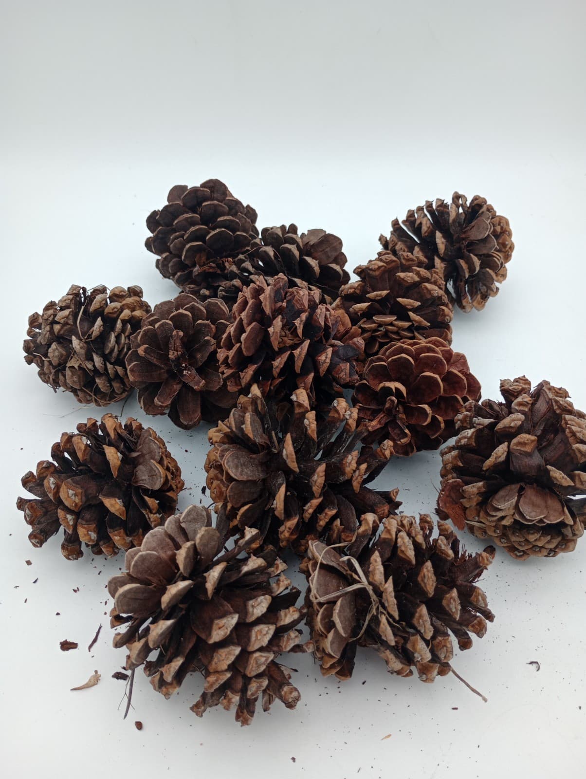 Lot of 15 All Natural Pine Cones 3 to 4" from Northern Arizona Tonto Forest 2