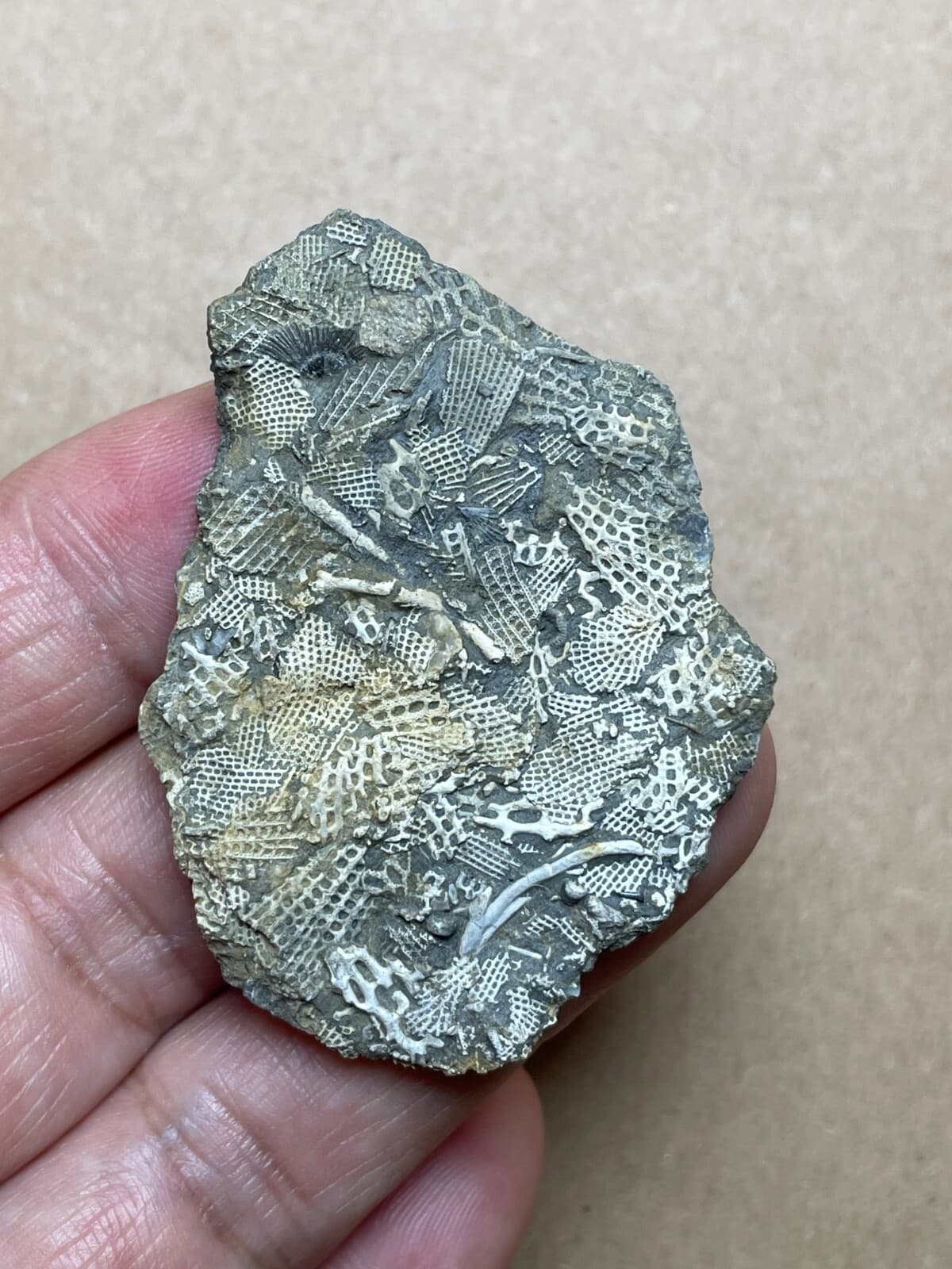 15g Bryozoa specimen from Carboniferous 3