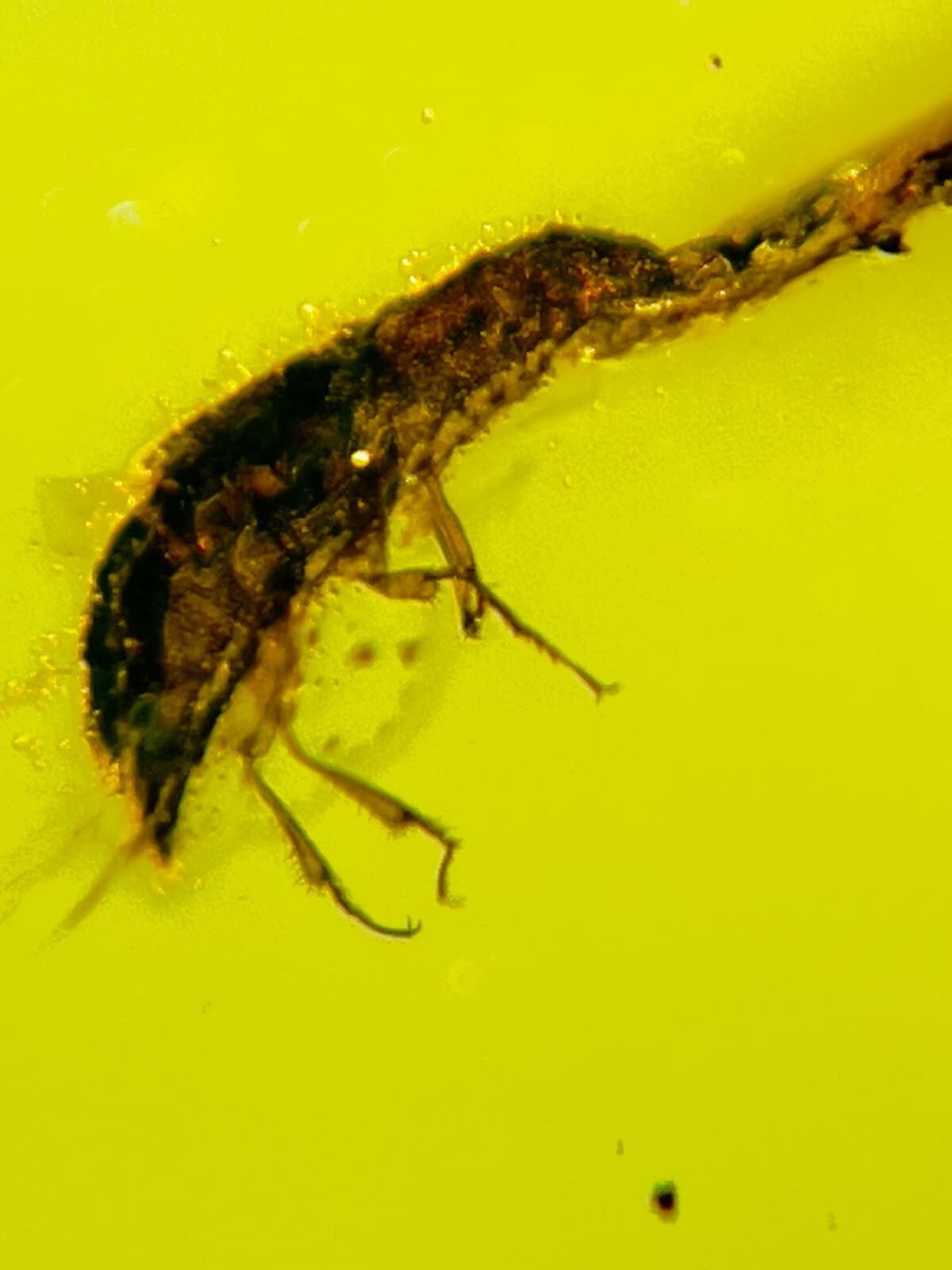 Fossil amber Insect burmite Burmese Cretaceous Beetle Insect Myanmar