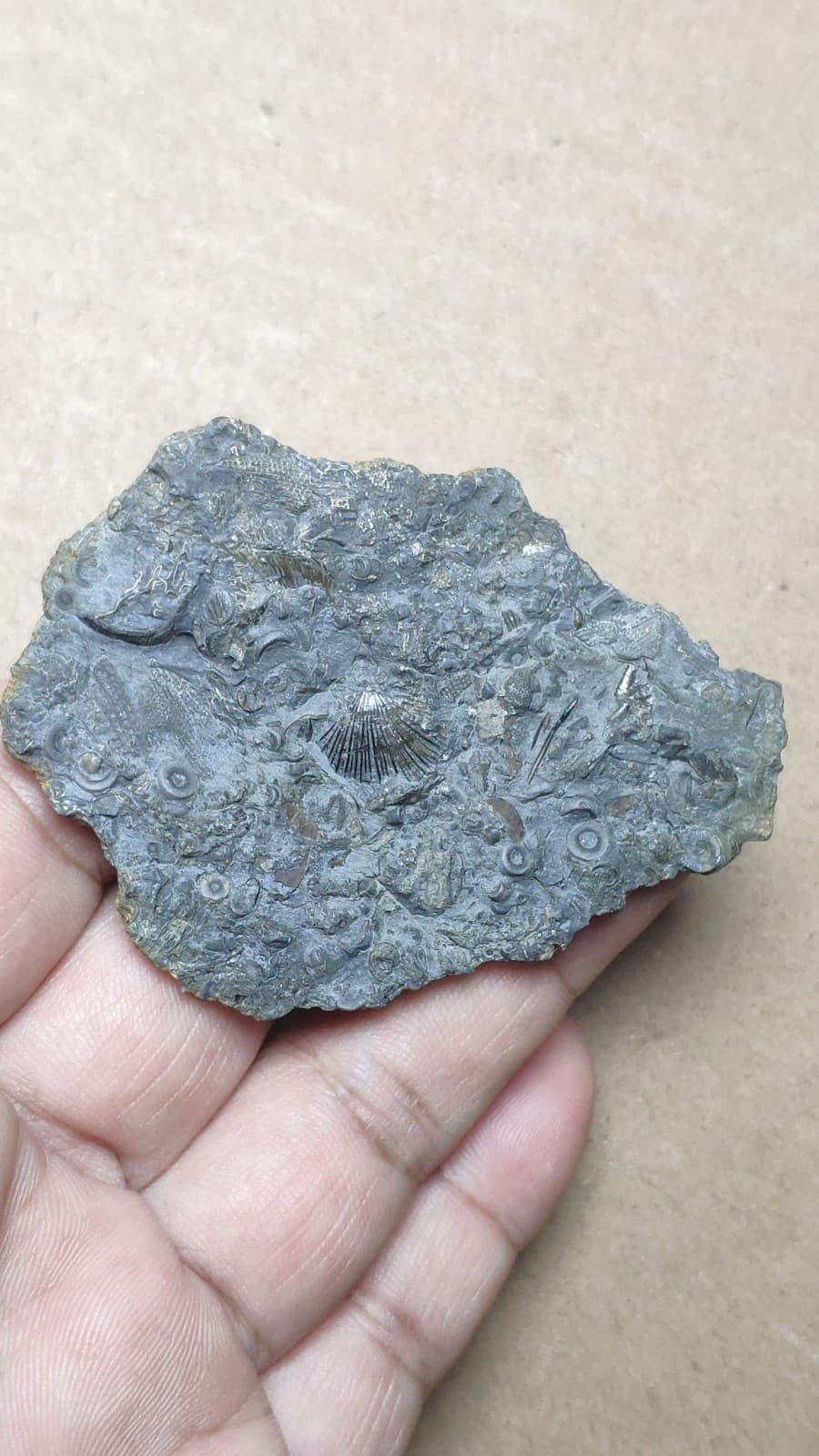 27g bryozoan Marine organisms Crinoid stem Shell specimen from Cambrian Period 2