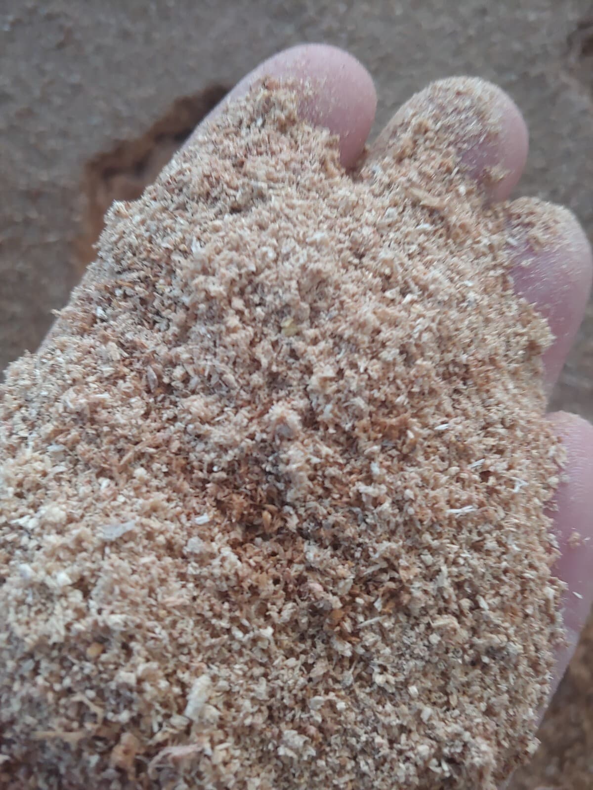 Two Pounds Undried Organic Mixed Oak Sawdust for Gardening, Wood Working, etc. 3