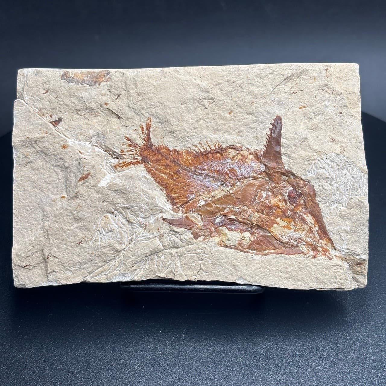 Joinvillichthys kriweti fossil fish - Late Cretaceous Cenomanian, Lebanon - 7cm