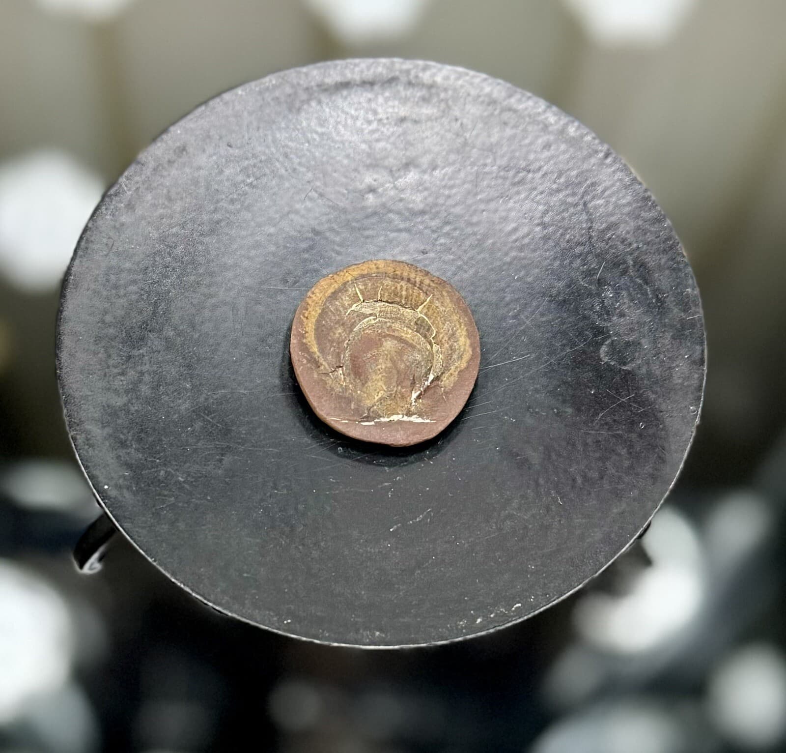 Mazon Creek Pecten Scallop Fossil - Pennsylvanian Period - Illinois - 300 MYA 2