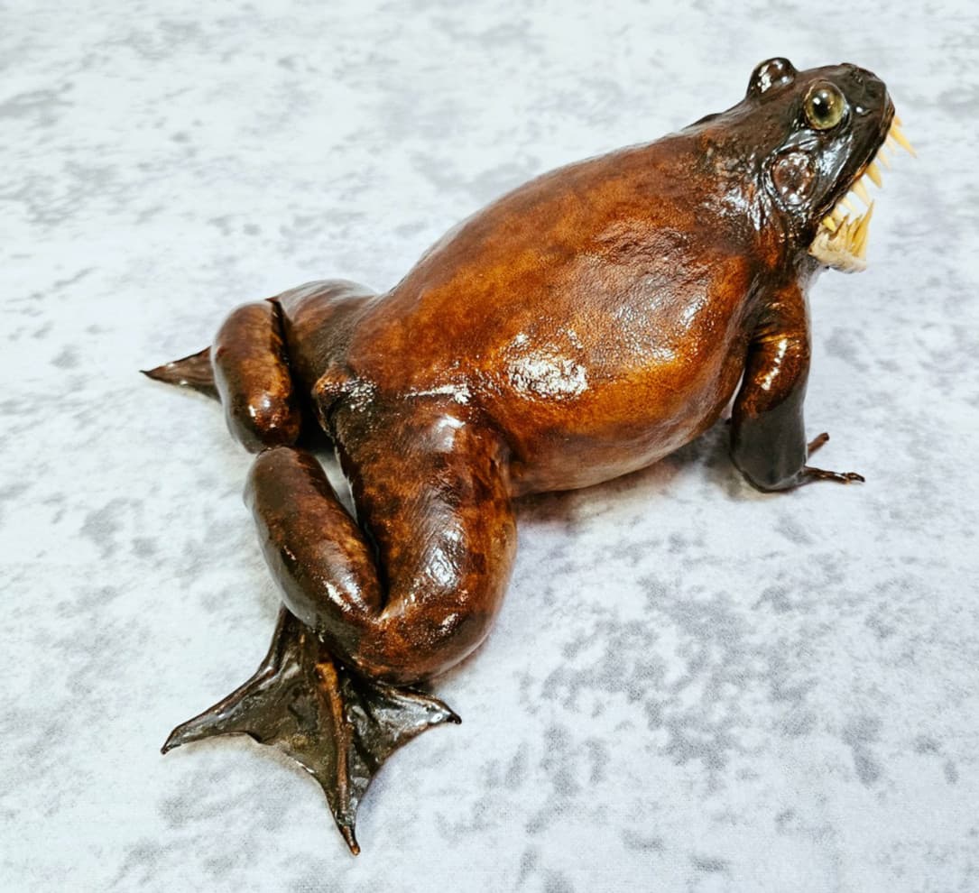 Giant Frog Taxidermy Oddities- bullfrog Cane Toad shark monster 5