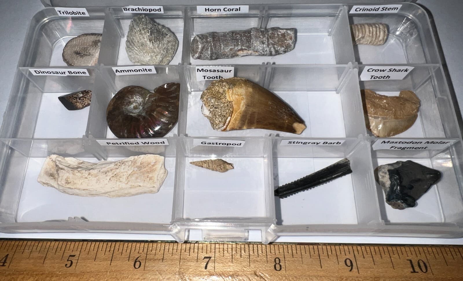 Labeled 12 REAL Fossil Lot Collection MOSASAUR, DINOSAUR, ICE AGE, SHARK TOOTH! 5