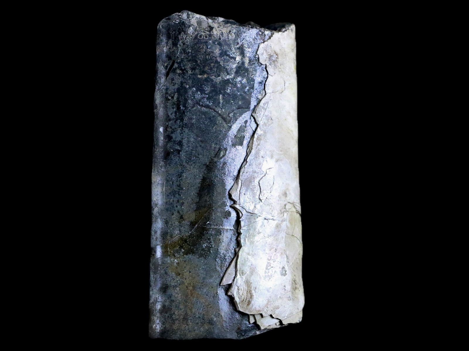 4.1" Baculite Fossil Opalized Cephalopod Late Cretaceous Bear Paw Shale Montana 6