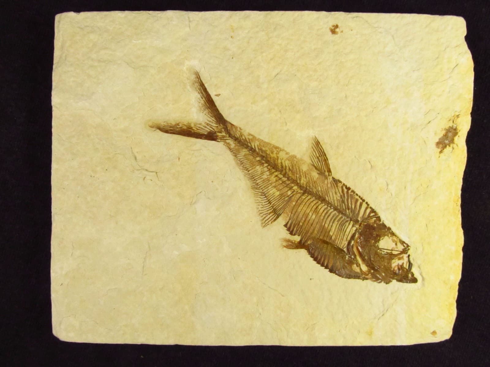 A Grade Diplomystus dentatus Fossil Fish Green River Formation Wyoming  4