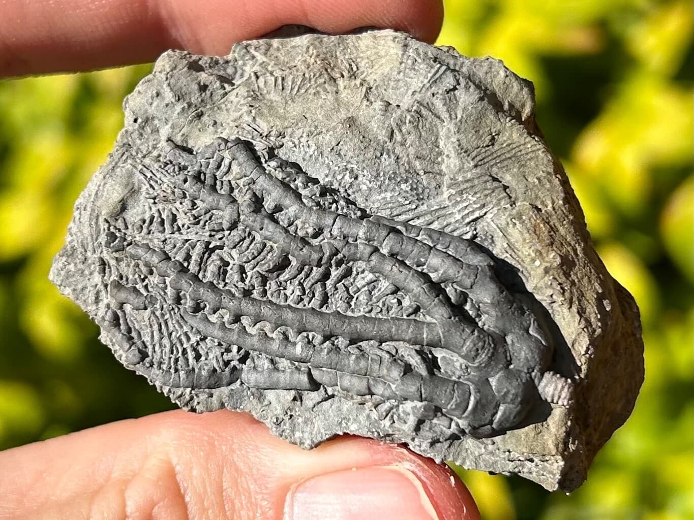 NICE Fossil Crinoid Barycrinus rhombiferous Edwardsville Formation Indiana 2