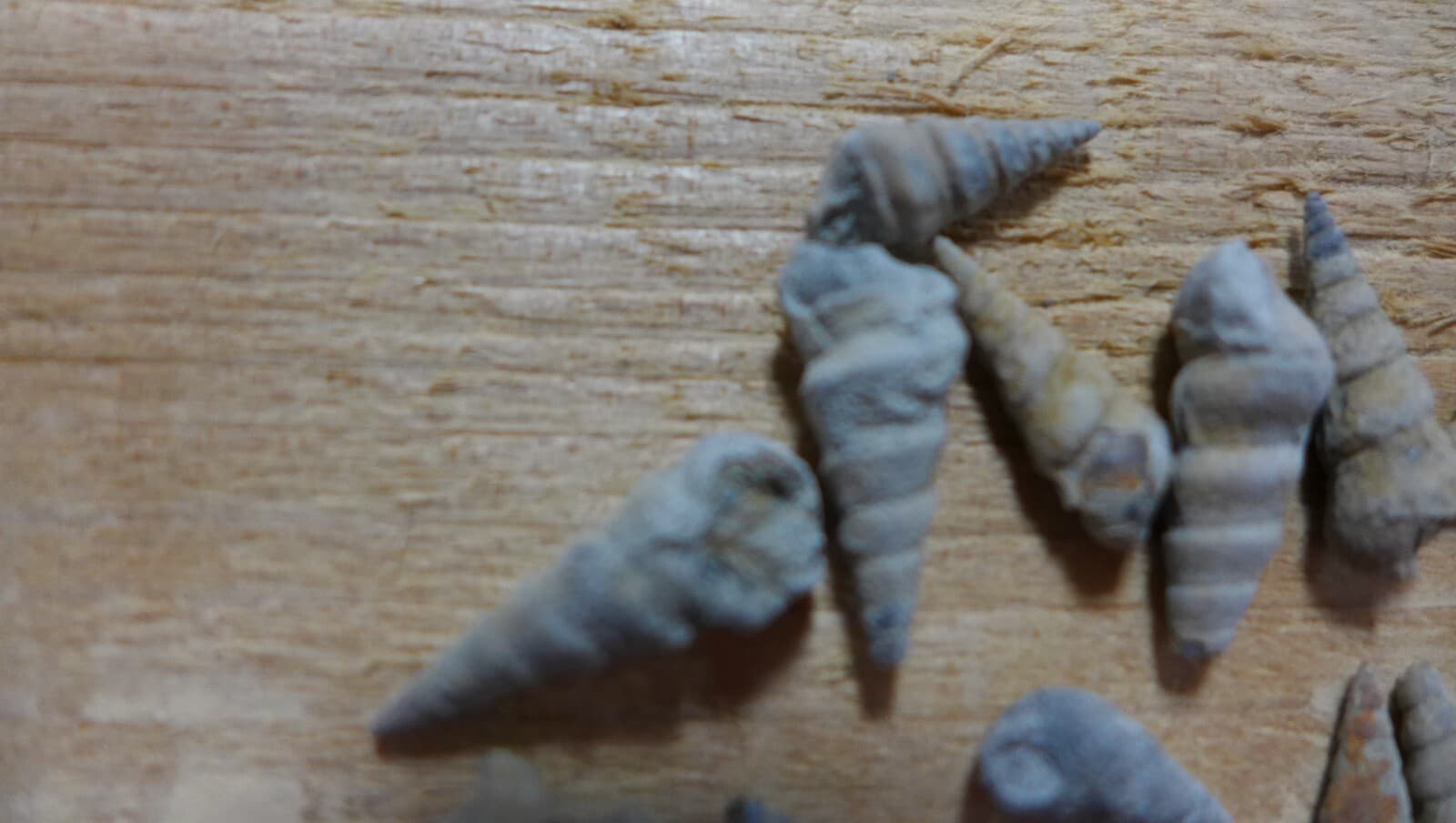 GEOLOGICAL ENTERPRISES Pennsylvanian fossil gastropods Pseudozygopleura sp lot 3