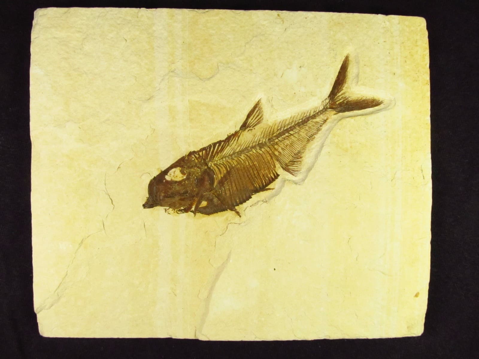 A Grade Diplomystus dentatus Fossil Fish Green River Formation Wyoming  5