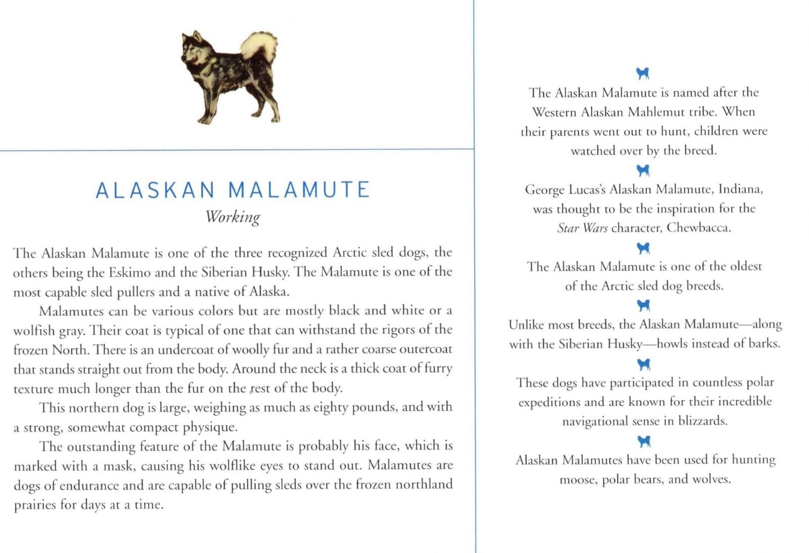 Alaskan Malamute - CUSTOM MATTED Dog Art Print - Breed Description and History