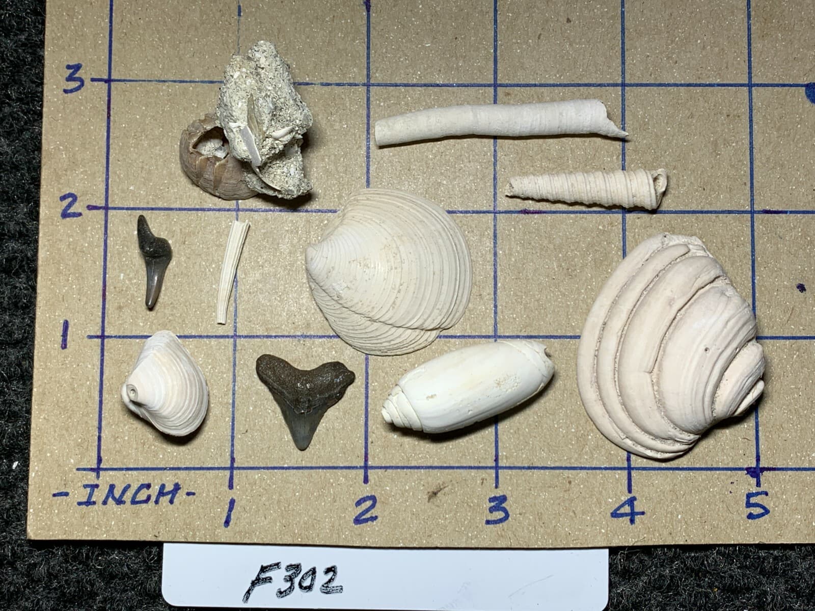 ☆Fossil Specimen 10 Pack - Berkeley Quarry S.C. - Barnacle-Dentalium-Teeth ☆302