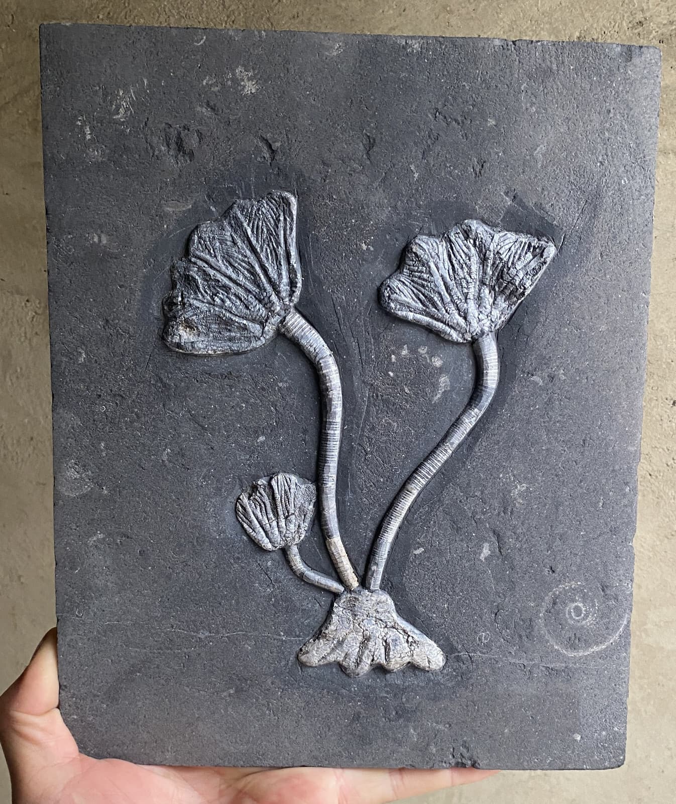 Natural Devonian prehistoric Jurassic biota crinoids Fossils 3