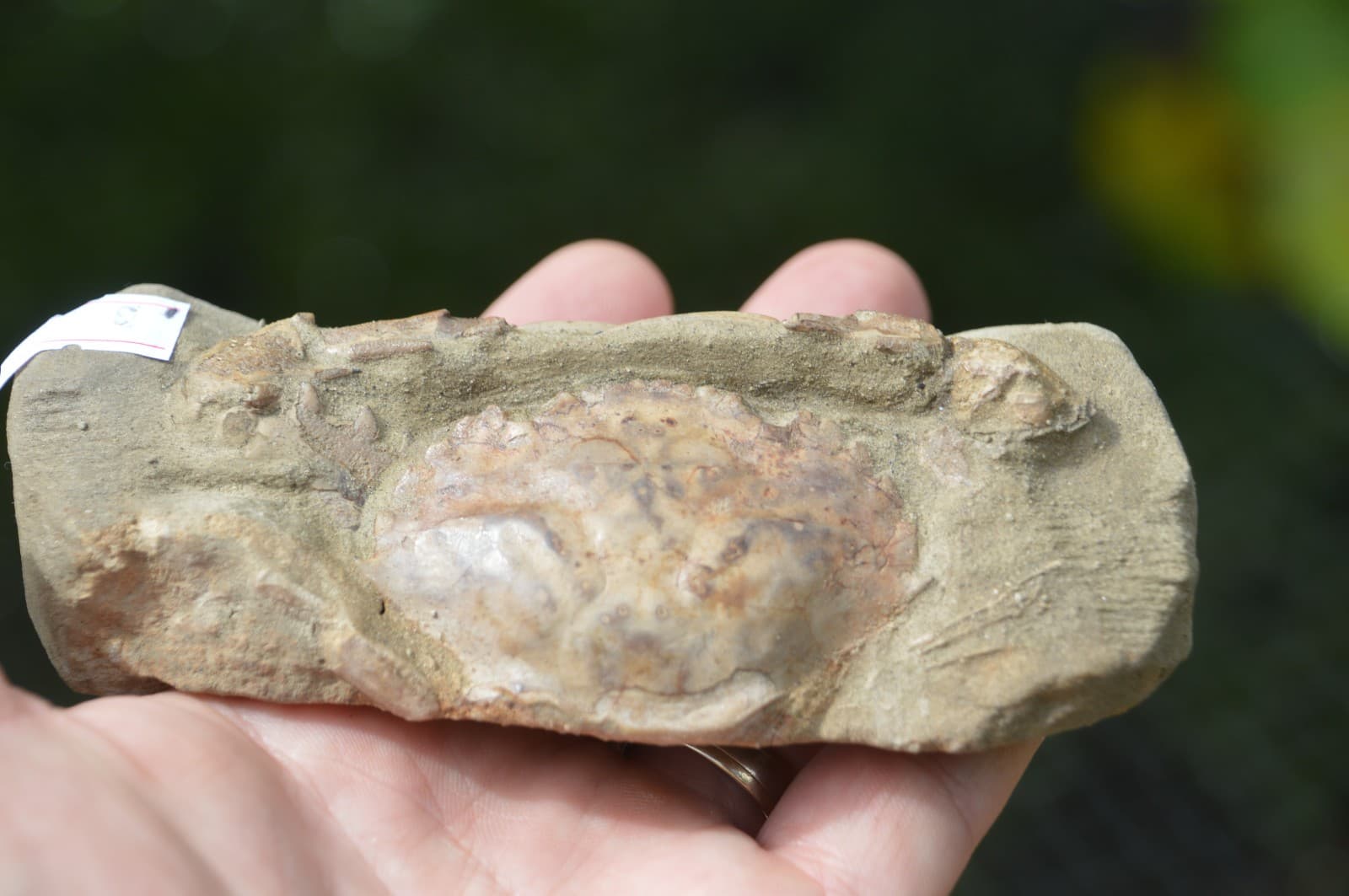 AMAZING FOSSIL CRAB FROM JAVA, INDONESIA BEST VALUE FOSSIL CRABS ANYWHERE! #3 5