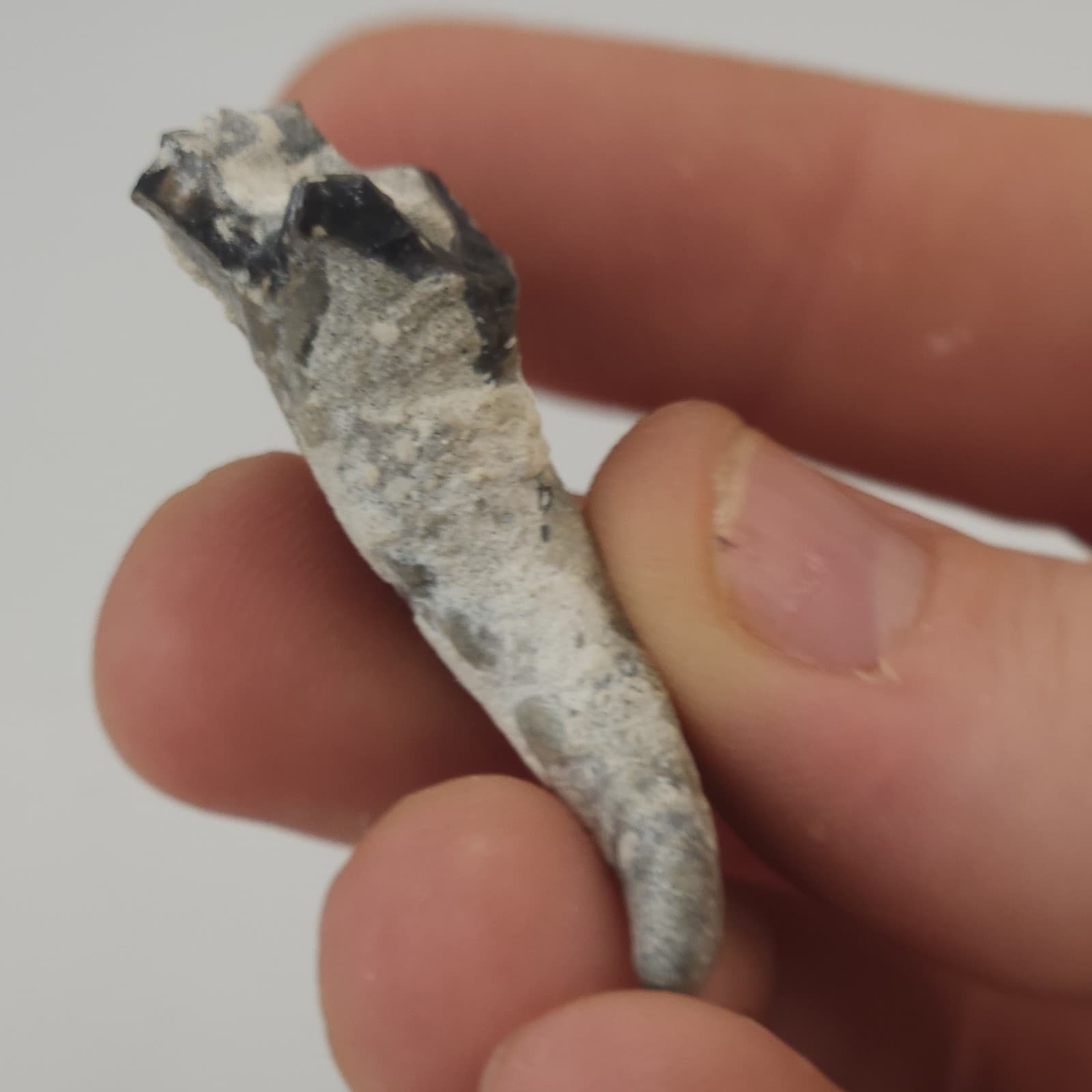 Crab Claw Fossil - Florida  4