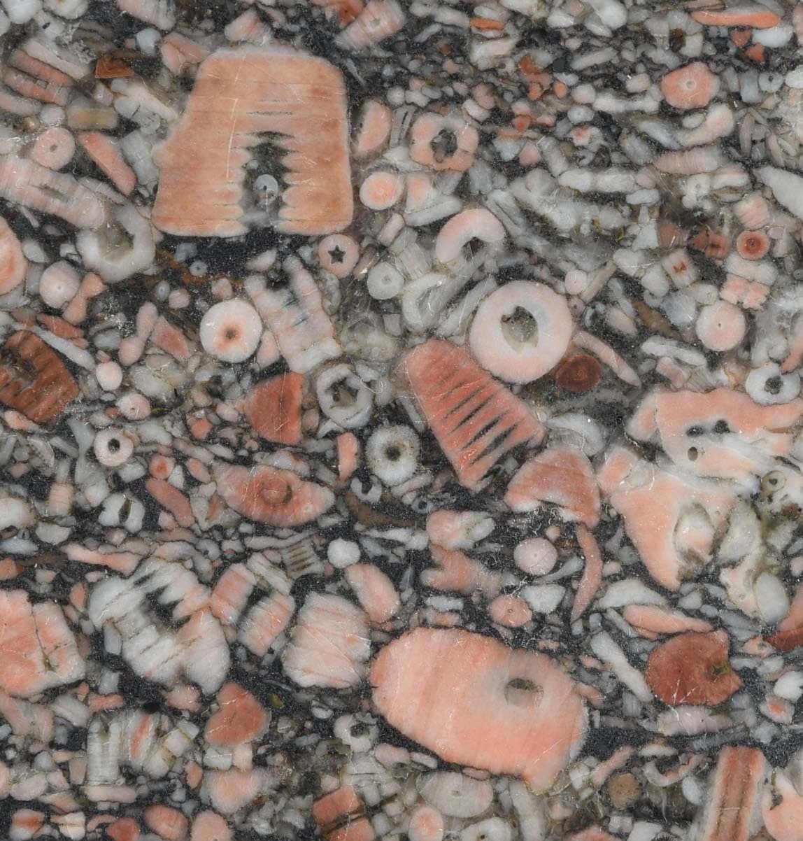 CRINOID STEM FOSSILS slab specimen 27 grams 4