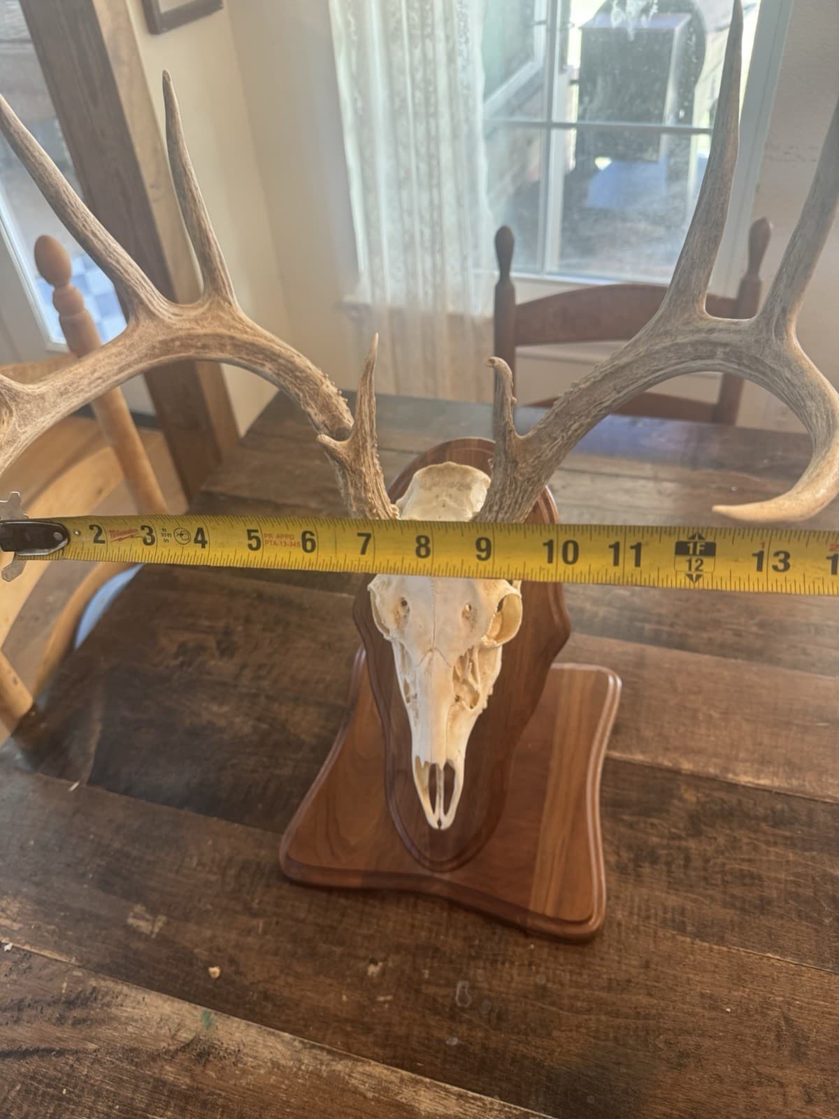 European Mount Full Head Whitetail Deer 10 Point Decor With Stand Texas Hunting 5