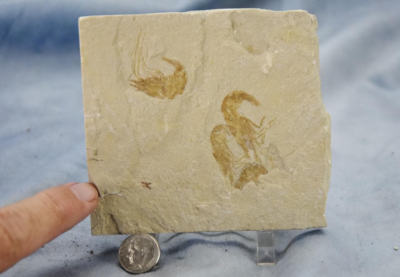 Lebanese Three (3) Shrimp Fossil 96 million year old Real Dino age Fossil 5024aa 2