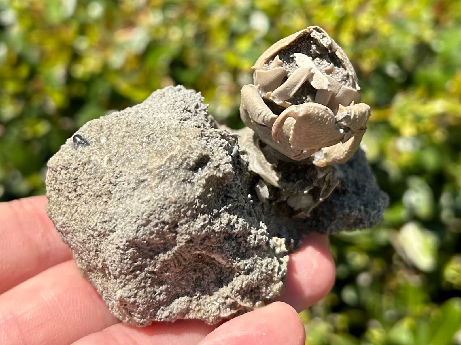 SUPERB Florida Fossil Crab in Matrix Ranilia muriceta Pliocene Crustacean Rare 2