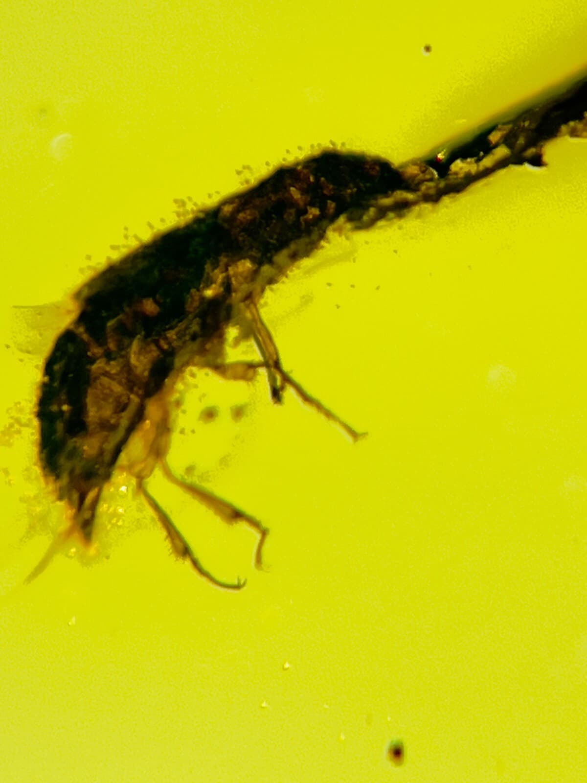 Fossil amber Insect burmite Burmese Cretaceous Beetle Insect Myanmar 3